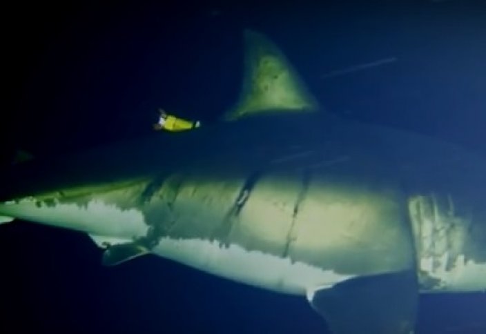 Жануарлар әлемі: Жыртқыш акула алғаш рет бейнекамераға түсіп қалды (видео)