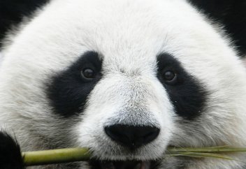 Табиғатқа қарсы қылмыстың жолын кесудің заңдық түсіндірмесі