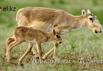 Жануарлар мен аңдардың төлдерін қалай атайды?!