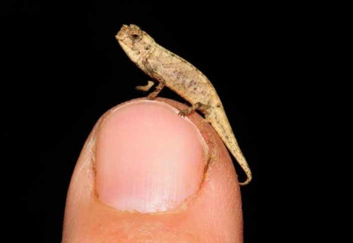На Мадагаскаре нашли самую маленькую рептилию в мире. Это хамелеон