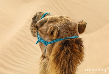 Пустыня психического здоровья