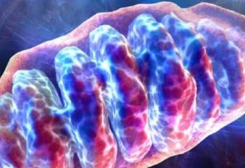 Адам организімінің ең ыстық нүктесі анықталды