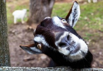 Почему у коз и овец прямоугольные зрачки?