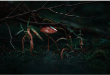 Беті бері қарамайтын 4 науқасқа «елес тудыратын» саңырауқұлақты тұтынуға рұқсат етілді