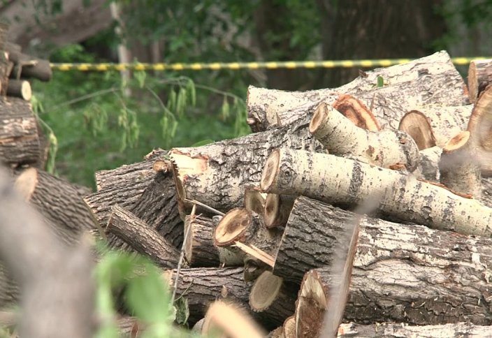 За незаконную вырубку деревьев в РК будет предусмотрена посадка в 30-кратном размере
