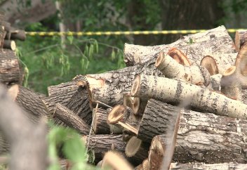 За незаконную вырубку деревьев в РК будет предусмотрена посадка в 30-кратном размере