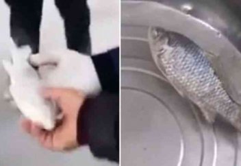 Мұзға қатырылған балықтың суда жүзіп кеткенін көрген жұрт қайран қалысты (видео)