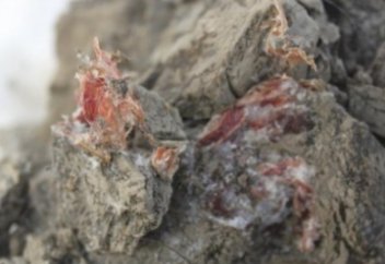 Сахадан табылған біртүрлі мамонт