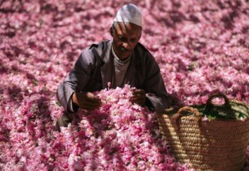 Дамаскілік раушан гүлі ЮНЕСКО-ның материалдық емес мәдени мұралар тізіміне енді
