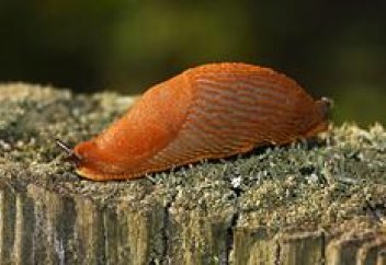 Бақшадағы зиянкес жәндіктермен экологиялық жолмен күресудің тәсілі айтылды