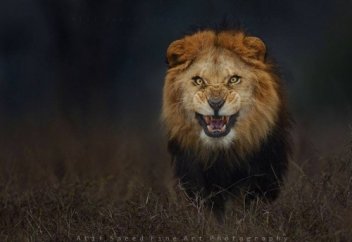 Мына суретті фотограф ашық далада түсірген. Одан кейін не болғанын оқыңыз!