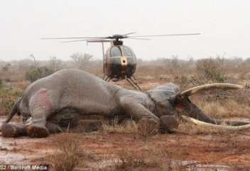 Африкадағы жануарлардың жартысы қырылып қалатын болды