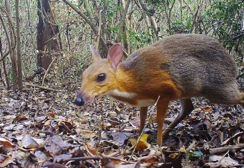 Із-түссіз жоғалып кеткен қояндай бойы бар бұғы табылды (фото+видео)