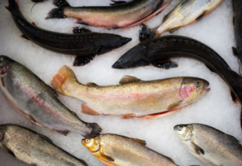 Изменение климата отразилось на питании землян