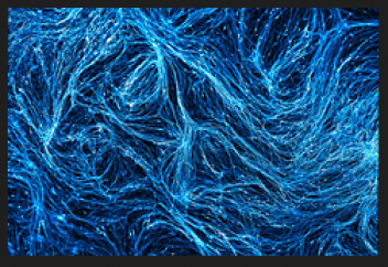 Альйгеймер ауруына қатысты екі жаңалық