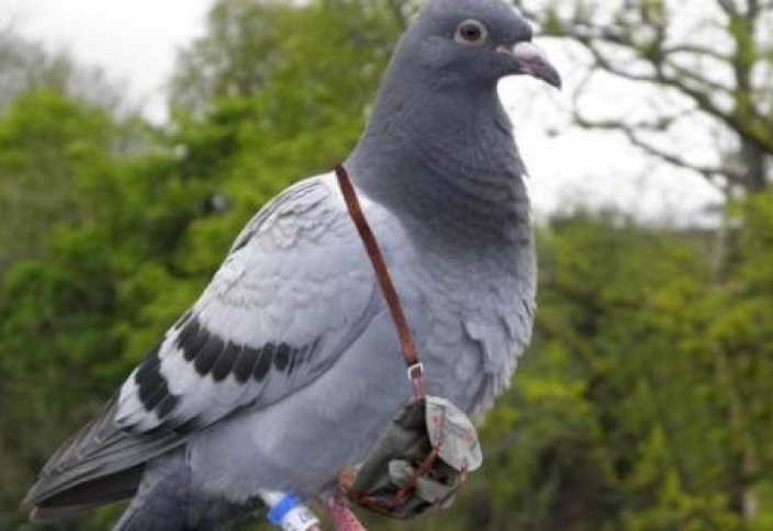В Катаре организована выставка почтовых голубей