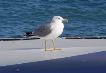 Стамбулда жалғыз шағала 9 көліктің апатқа ұшырауына себепкер болды (видео)