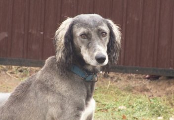 Қазақы тазы мен төбетті асырау ұлттық спортқа айналады