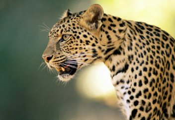 Қабыланнан әйелдің күші басым түсті