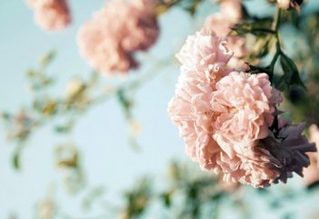 Кек пен кешірім