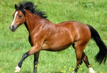 ҚАРАСЫРЫҚ ШЫРШАСЫ