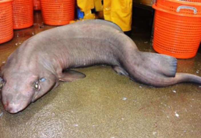 Шотландия жағалауында құбыжық акула ұсталды