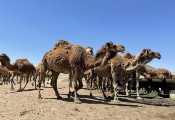 Производство сухого верблюжьего молока запустят в Мангистау