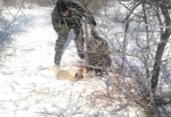 Ұялы телефон арқылы түлкі аулаған қазақ (видео)