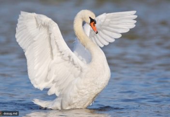 Екі сантехник итке таланған аққуды құтқарып қалды (видео)