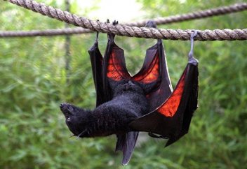 Дневник (Болгария): дефект и эффект бабочки