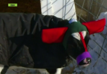 Күннің суығынан қорыққан АҚШ фермерлері сиырларын киіндіруде