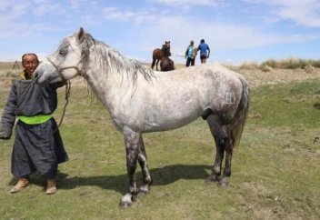 Моңғолияда елде жоқ жылқы өсіріледі