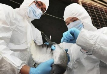 Қытайда 30 адамнан құс тұмауы байқалды