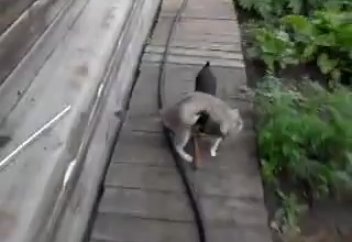 Жануарлар әлемі: Мысықты үйге сүйрелеген ит (видео)