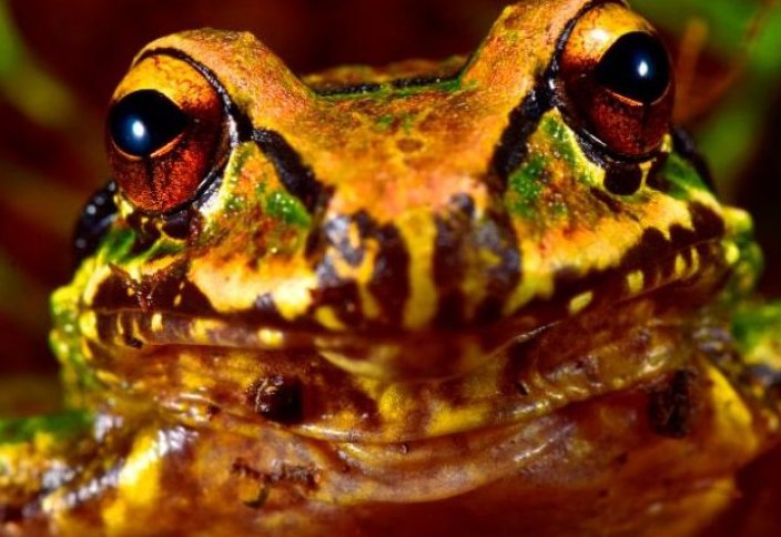 В Андах нашли 20 новых видов животных и растений. В Индонезии обнаружена землеройка с необычайно волосатым хвостом