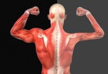 Тәннің қартаюын тежейтін тәсіл табылды