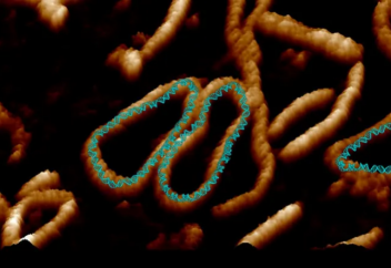 ДНҚ-ның жасушаға ену барысындағы өзгеше «биі» (видео)