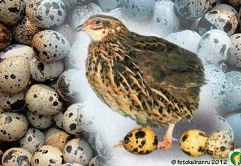 Бөдене жұмыртқасының пайдасы