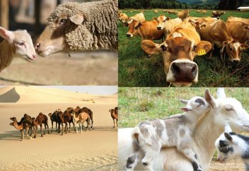 Бір ғана түркі еліндегі (ол қазақ емес, қырғыз емес) мал басы 68 млн-ға жетті