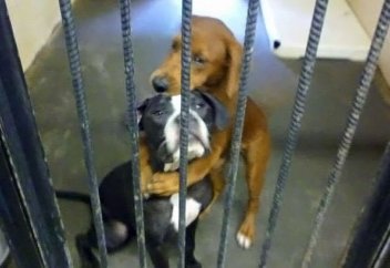 Жануарлар әлемі: Құшақтасқан иттер ажалдан қалай аман қалды?