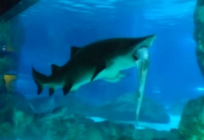 Океанариумда ең ірі акуланың бірі екіншісін жеп қойды (видeо)