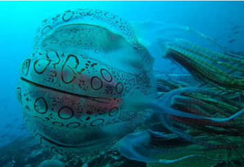 Бұрын беймәлім болып келген алып медуза табылды (видео)