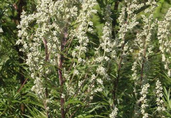 Елімізде жусаннан иіссу өндірілмек