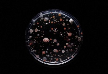 Ғалымдар антибиотикті программаланатын вируспен алмастыруды ойластырып отыр