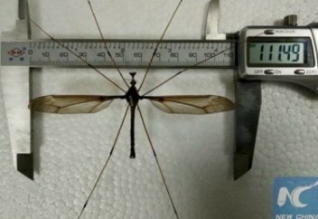 Қытай музейіне әлемдегі ең ірі маса қойылады