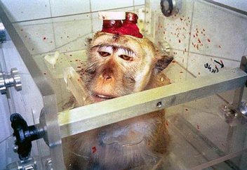 Жыл сайын тәжірибе барысында 100 млн-дай жануар ғалымдардың қолынан өледі!