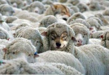 Сәләфилердің қатерлі қағидасы