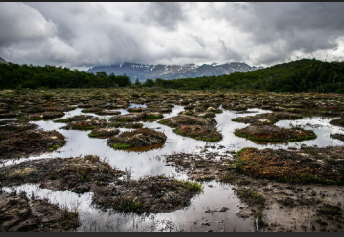 Орман-тоғайға қарағанда сулы-батпақты жерлер мен шалғынды жерлер тез құрып барады