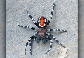 Обнаружен новый вид пауков с окрасом знаменитого Джокера. Исследователи побрили лапки паука, чтобы сделать антипригарную поверхность (видео)