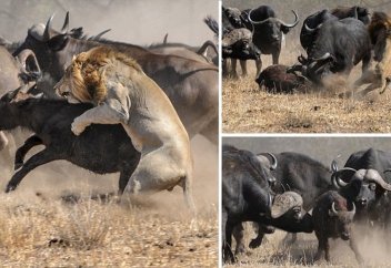 Төлін арыстаннан аман алып қалды (фото)